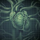 Anatomical Illustrations