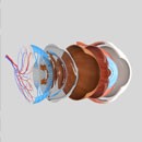 Ophthalmology Illustrations