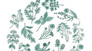 Illustration of Medicinal Herb