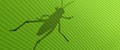 Grasshopper