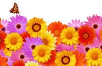 color variation image