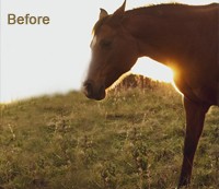 Photoshop Photo Compositing Before