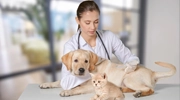 Lead Generation for Pet Insurance