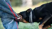 Dog Bite Claims