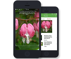 Application Development for US Client