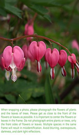 Plant Recognition App Plant Recognition App