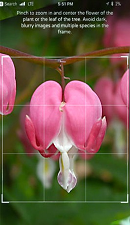 Plant Recognition Application Development Plant Recognition Application Development